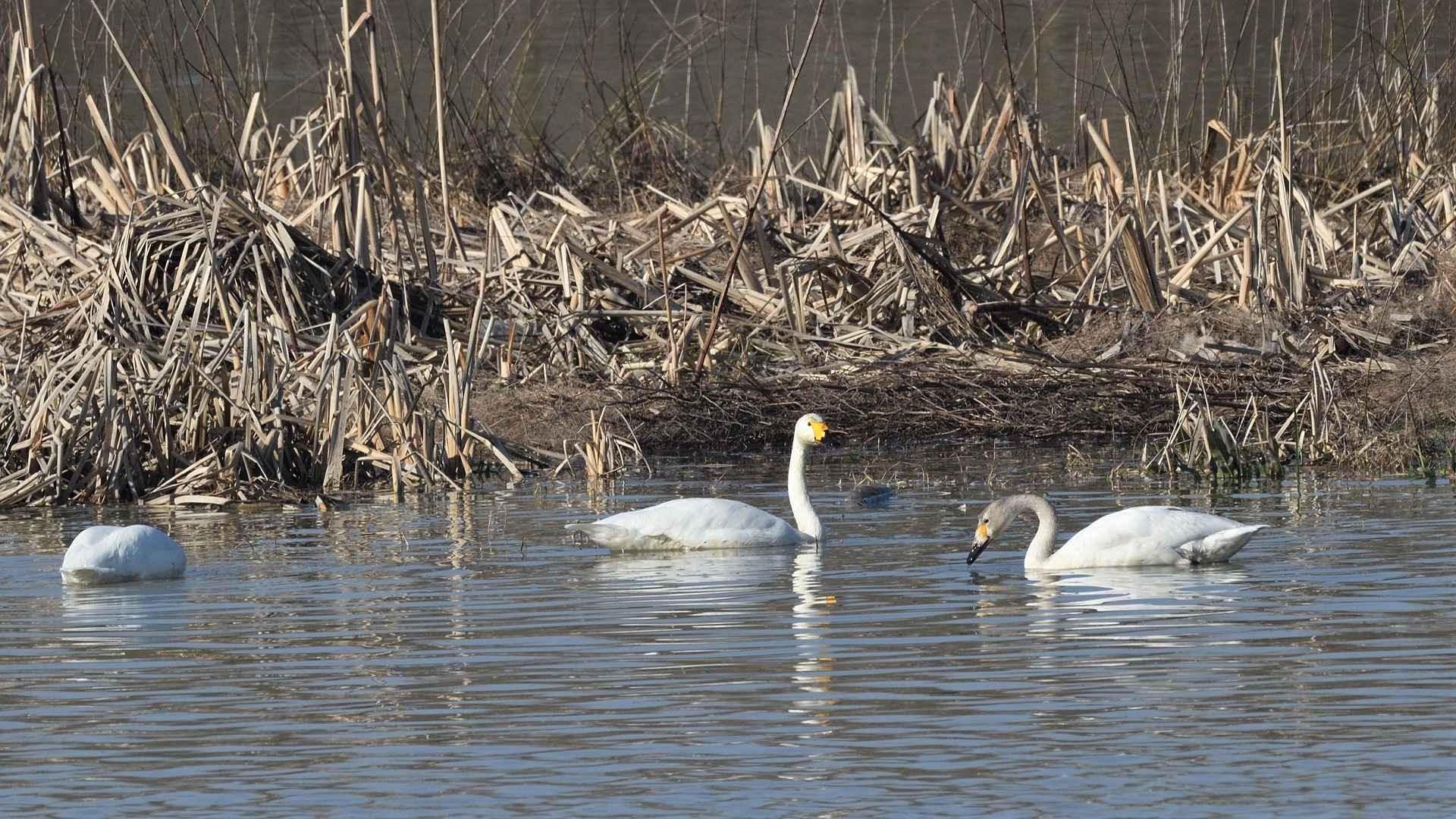 Tundra Swan